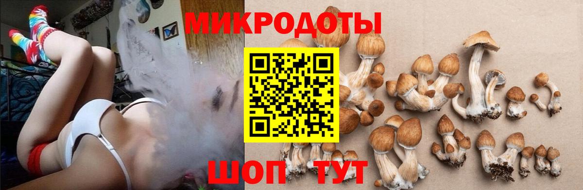 Северобайкальск  Псилоцибиновые грибы прущие грибы  Вход с VPN 